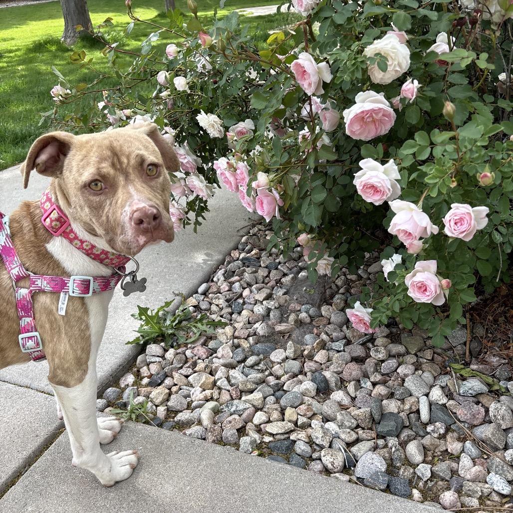Enlarge Autumn, a Adoptable mixed breed in Fort Collins, CO image 6/6