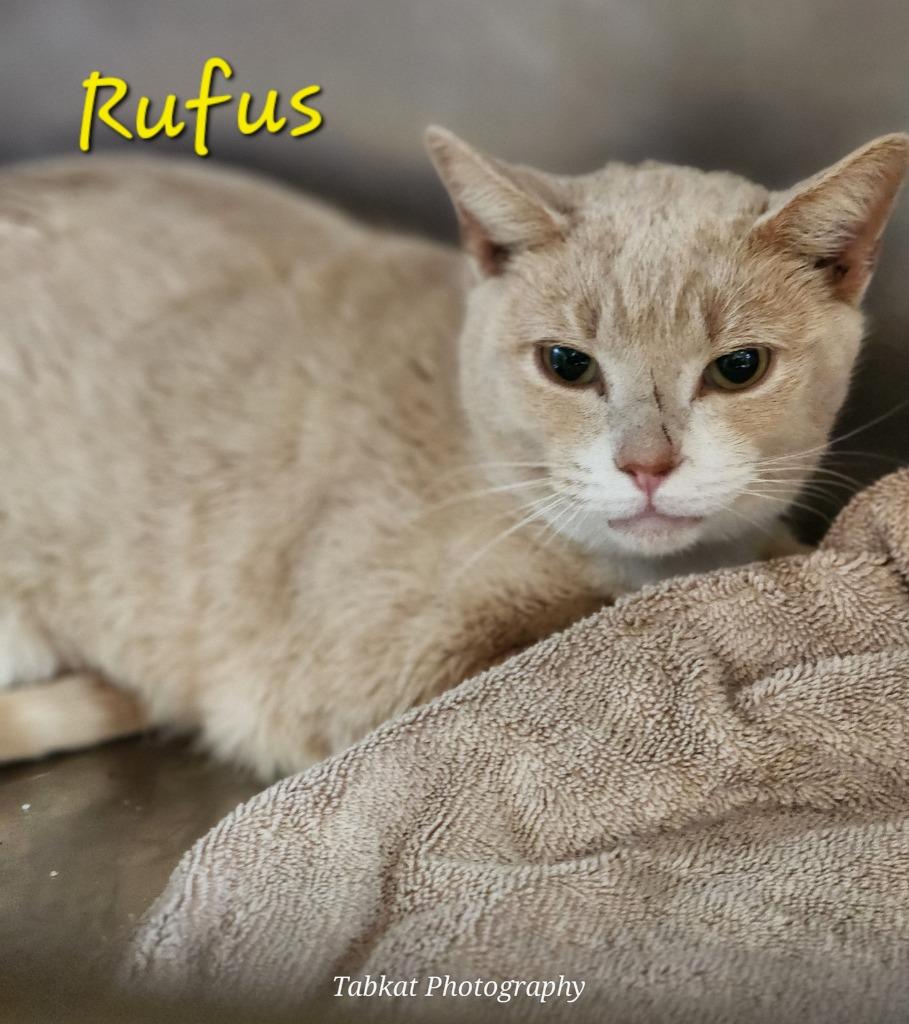 Rufus, Adoptable, Adult Male Domestic Short Hair.