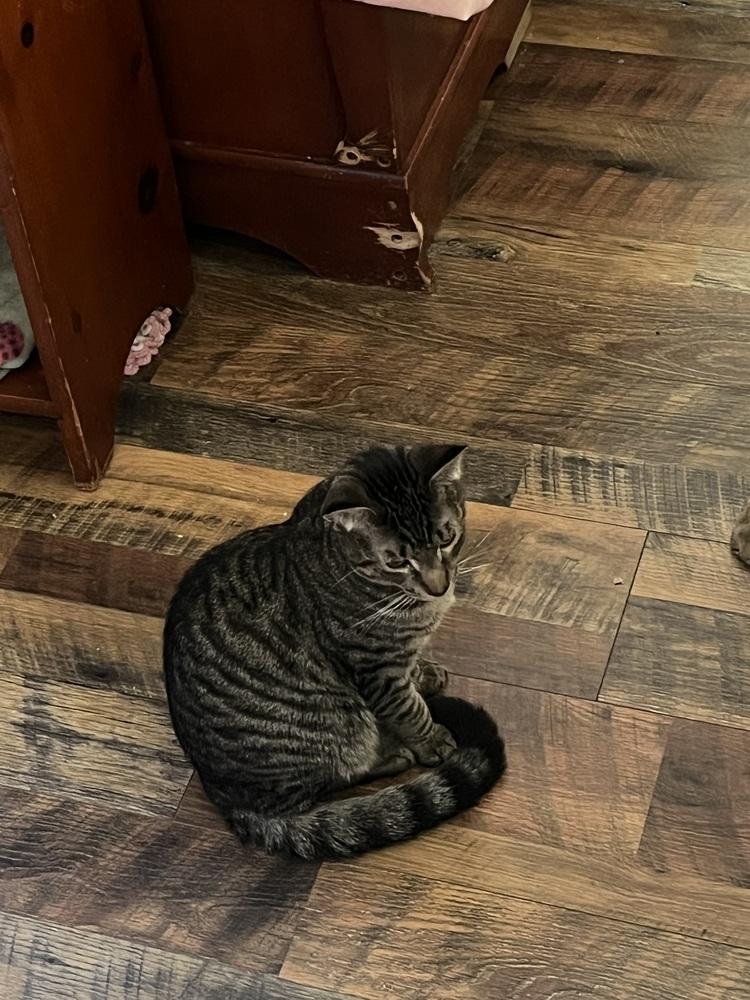 Enlarge Mo, a Adoptable Domestic Short Hair in Virginia Beach, VA image 1/6