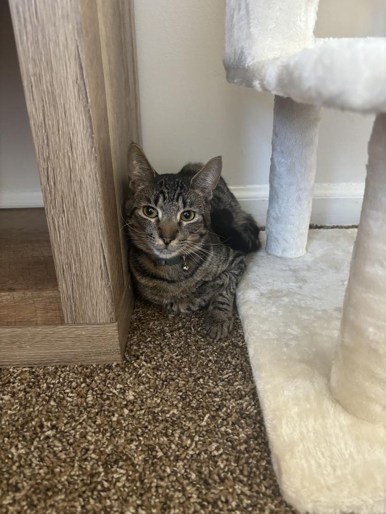 Enlarge Mo, a Adoptable Domestic Short Hair in Virginia Beach, VA image 3/6