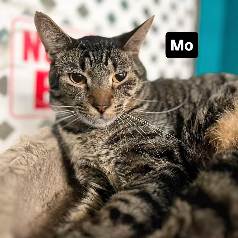 Mo, a Adoptable Domestic Short Hair in Virginia Beach, VA image 2/6