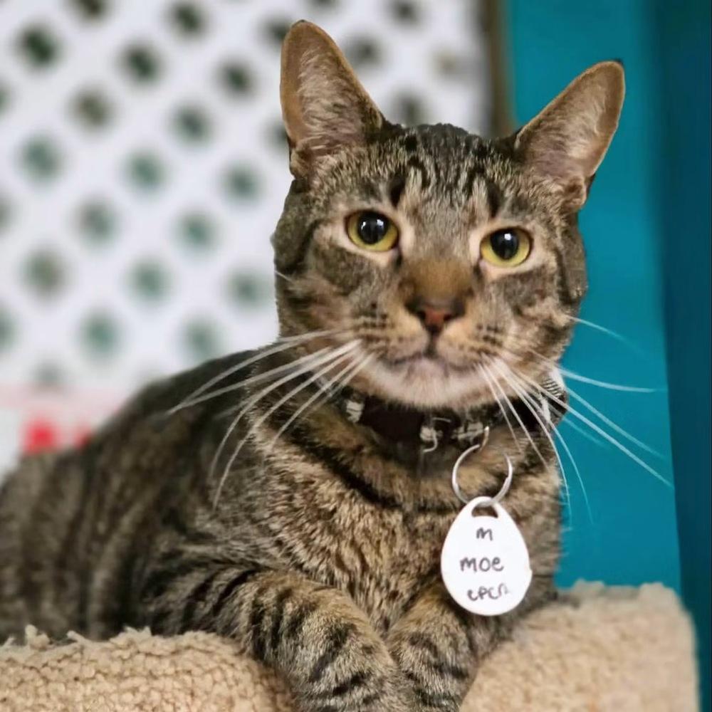 Mo, a Adoptable Domestic Short Hair in Virginia Beach, VA image 3/6