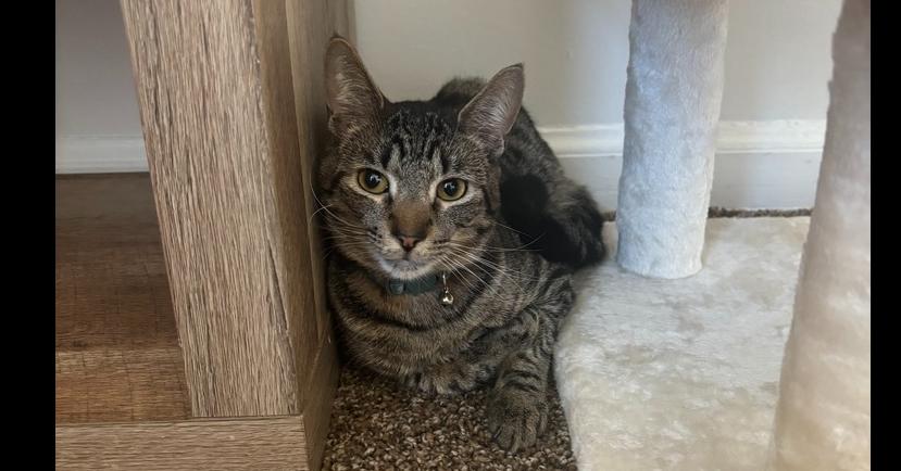 Enlarge Mo, a Adoptable Domestic Short Hair in Virginia Beach, VA image 3/6