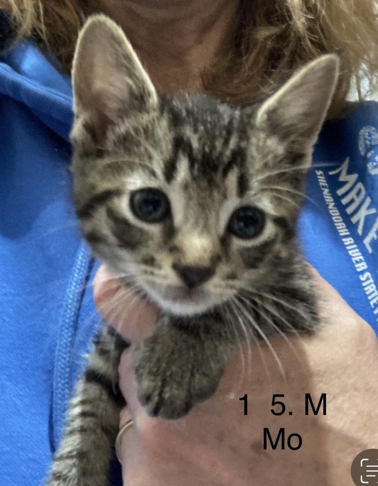 Enlarge Mo, a Adoptable Domestic Short Hair in Virginia Beach, VA image 5/6