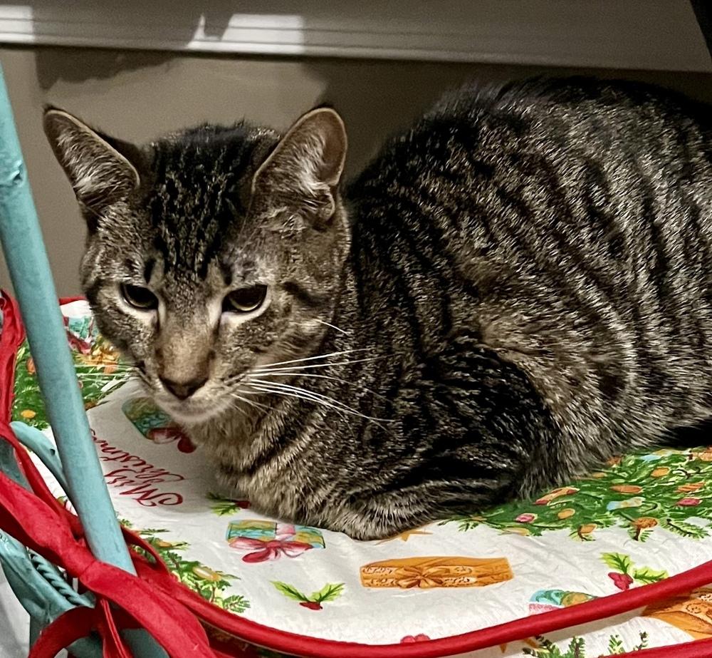 Enlarge Mo, a Adoptable Domestic Short Hair in Virginia Beach, VA image 6/6