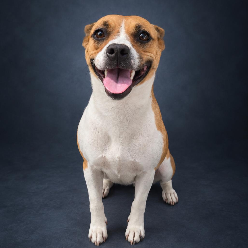 Enlarge Smiley, a Adoptable Mixed Breed in Newport, TN image 1/1