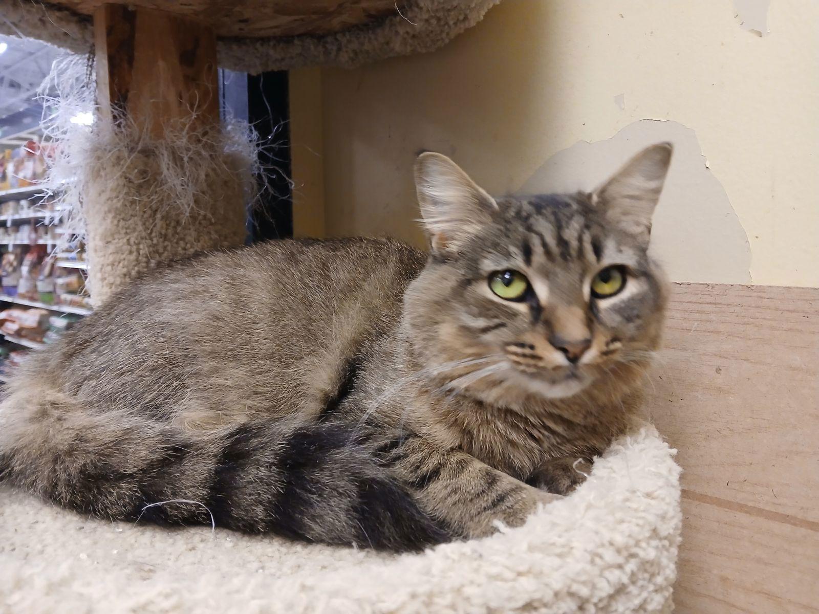 MacKenzie, Adoptable, Adult Female Domestic Medium Hair.