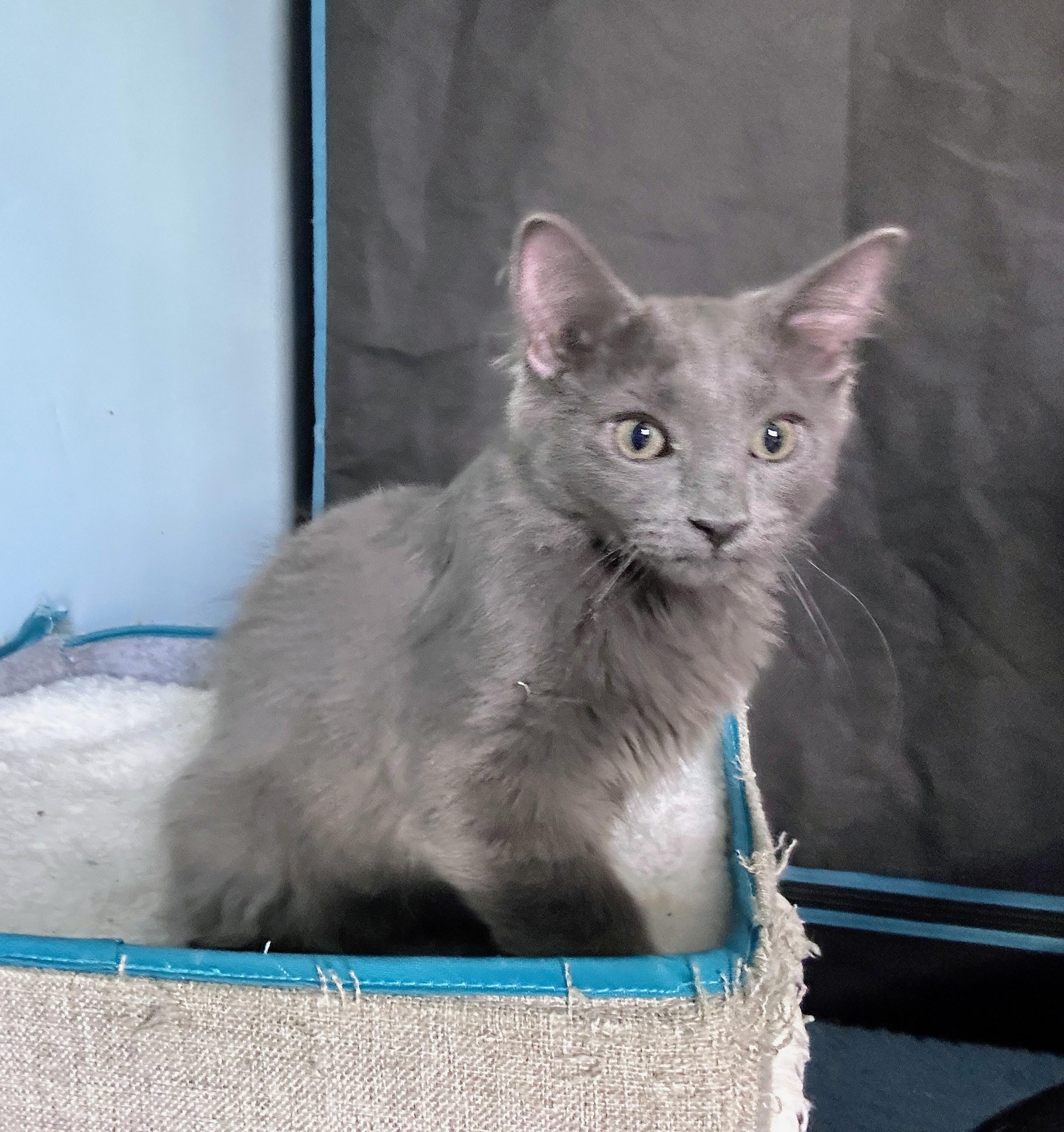 Echo, an adoptable Domestic Medium Hair in Waynesboro, VA image 3/6