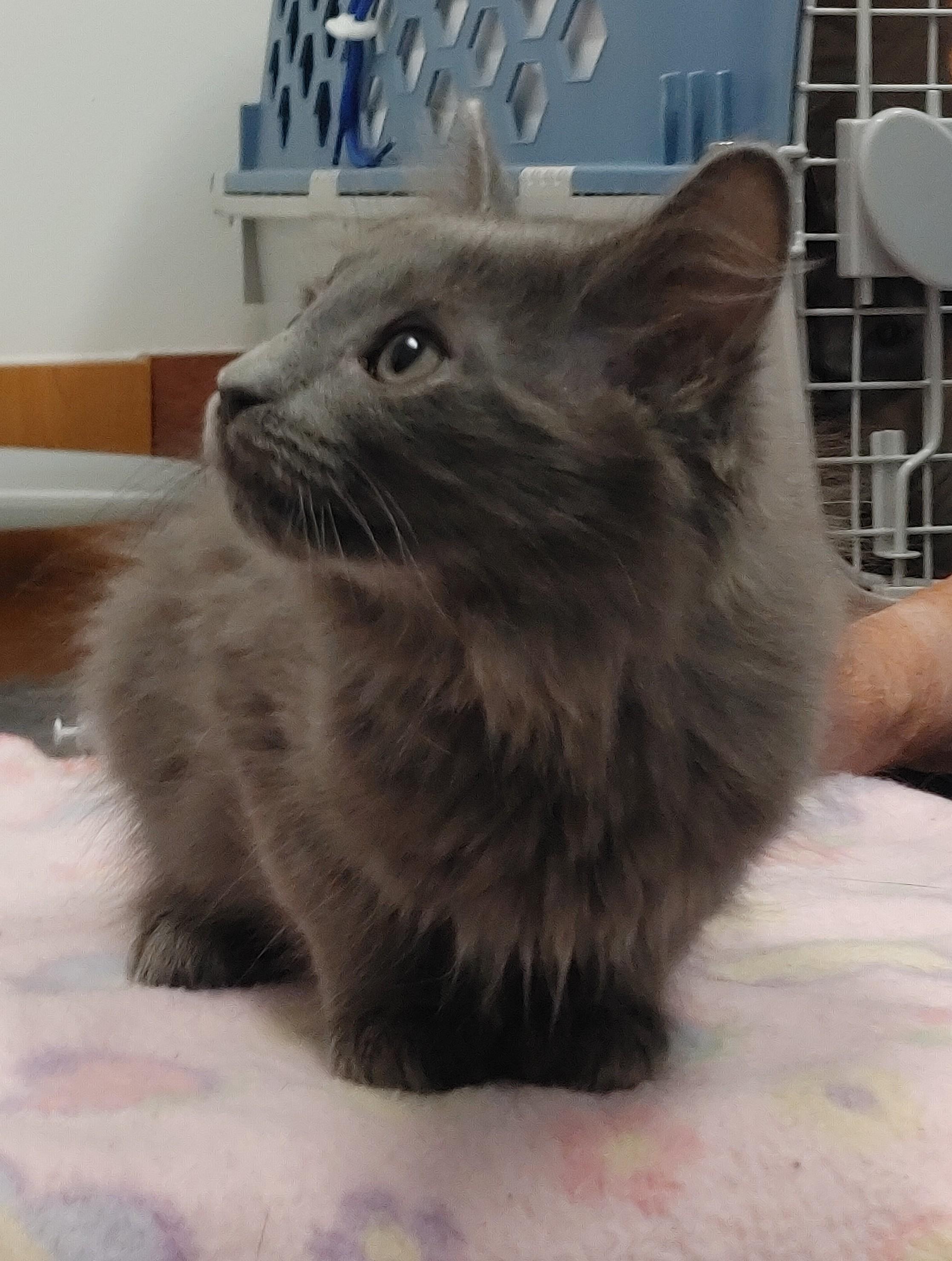 Echo, an adoptable Domestic Medium Hair in Waynesboro, VA image 4/6