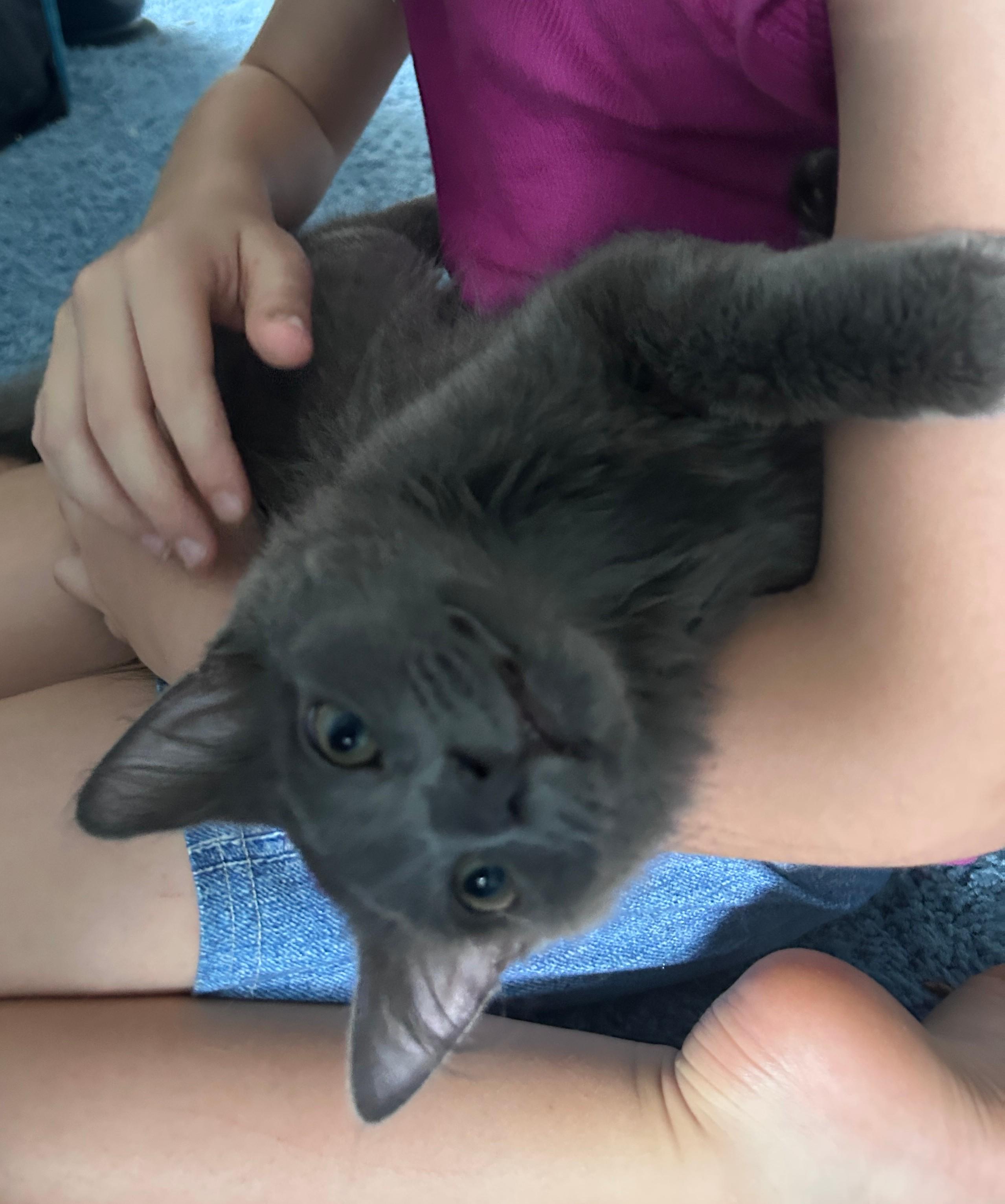 Echo, adoptable, Kitten Male Domestic Medium Hair.