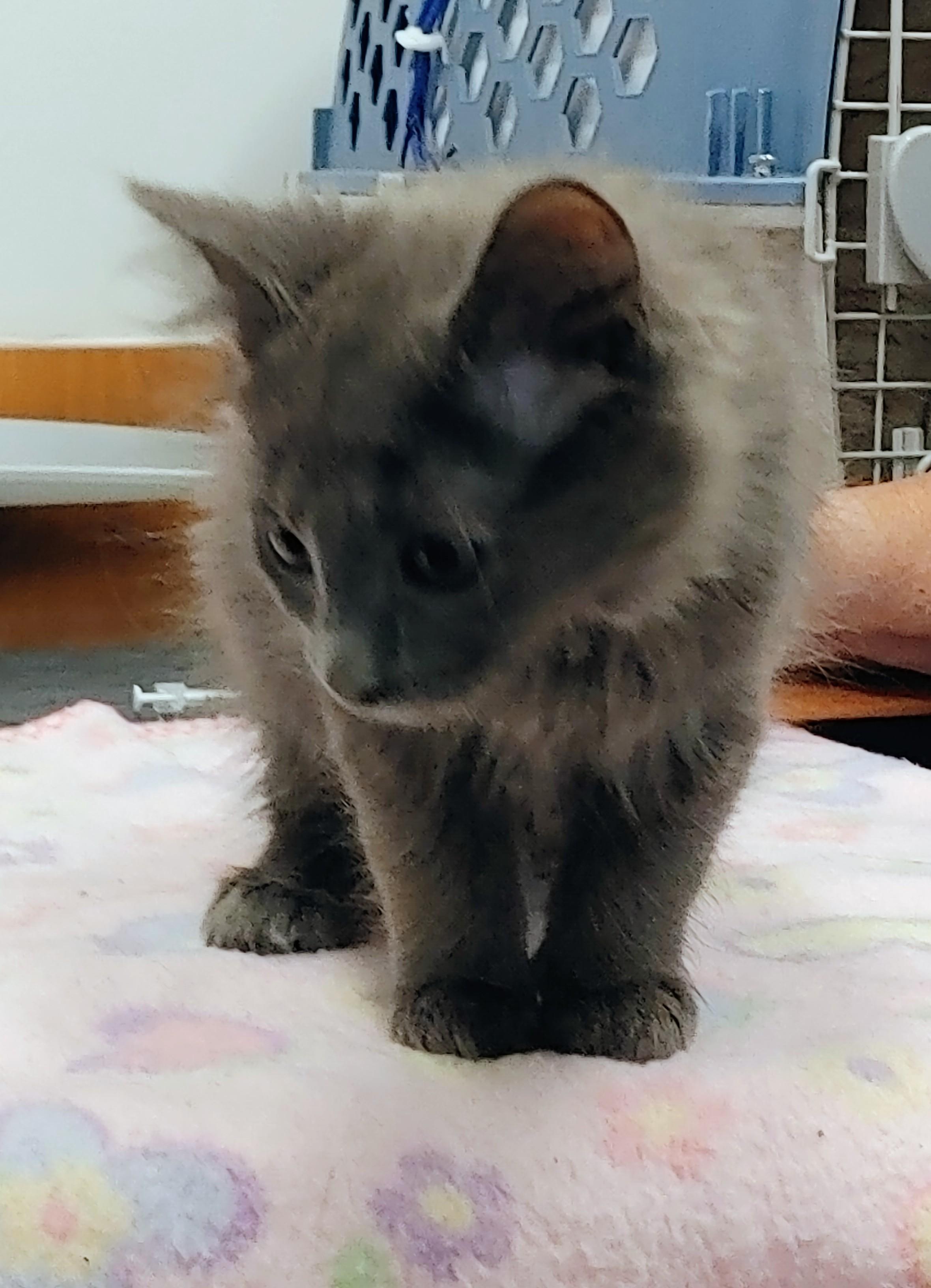 Echo, an adoptable Domestic Medium Hair in Waynesboro, VA image 5/6