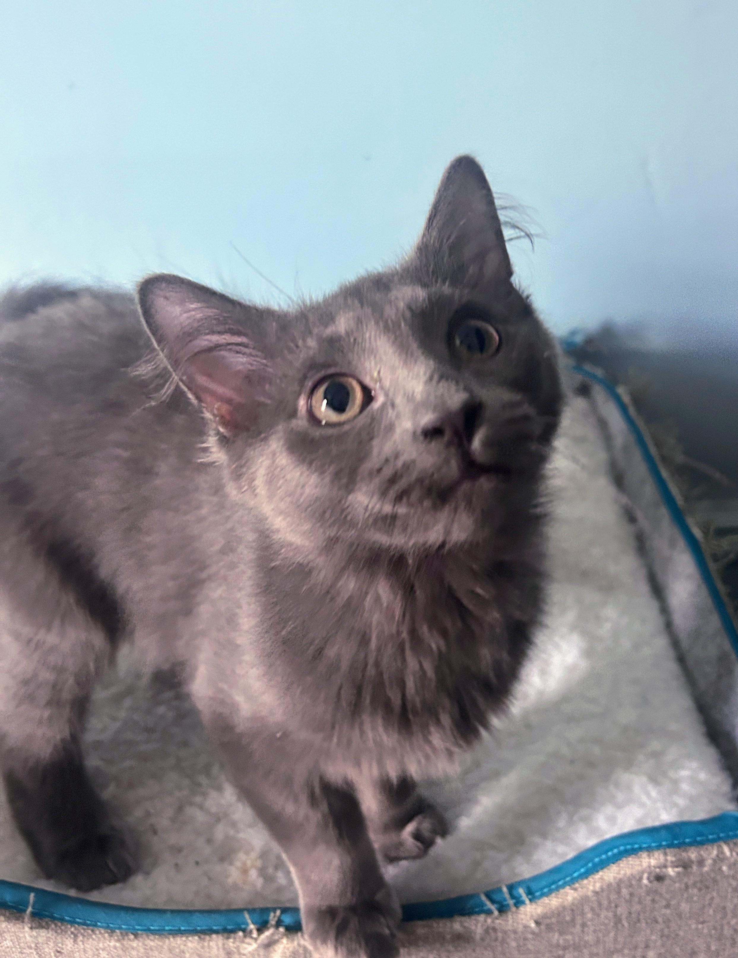 Echo, an adoptable Domestic Medium Hair in Waynesboro, VA image 2/6