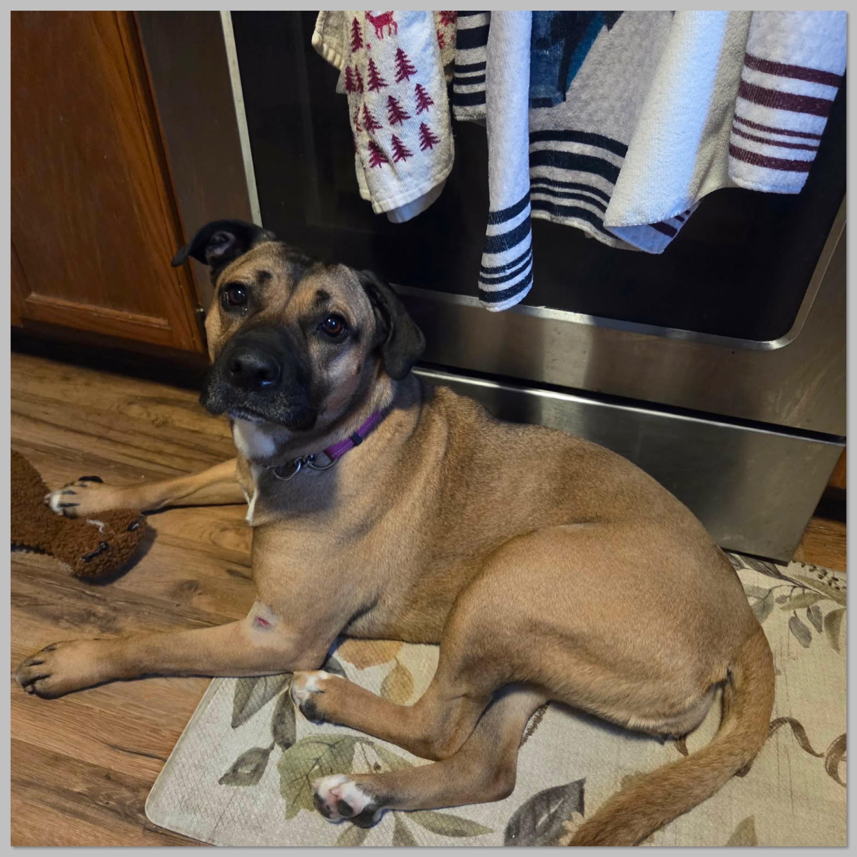 Enlarge Gemini Ask to Meet! In Foster!, a other mixed breed in Elyria, OH image 2/6