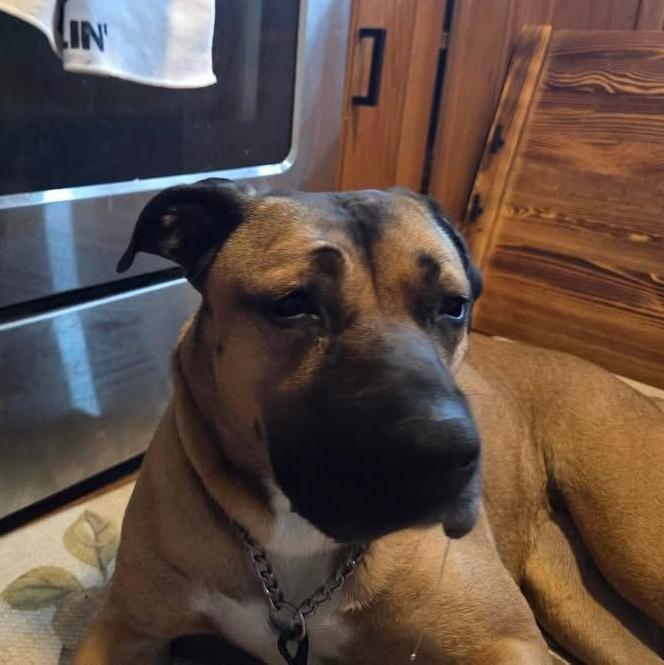 Gemini , adoptable, Adult Female Mixed Breed & Shepherd.