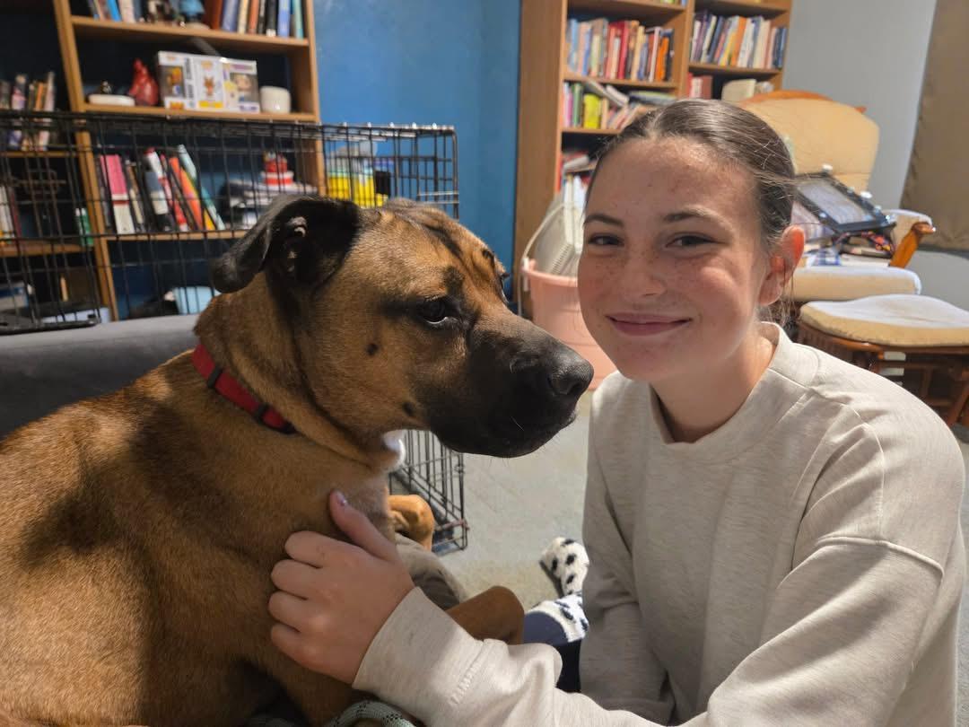 Enlarge Gemini , an adoptable mixed breed in Elyria, OH image 2/6