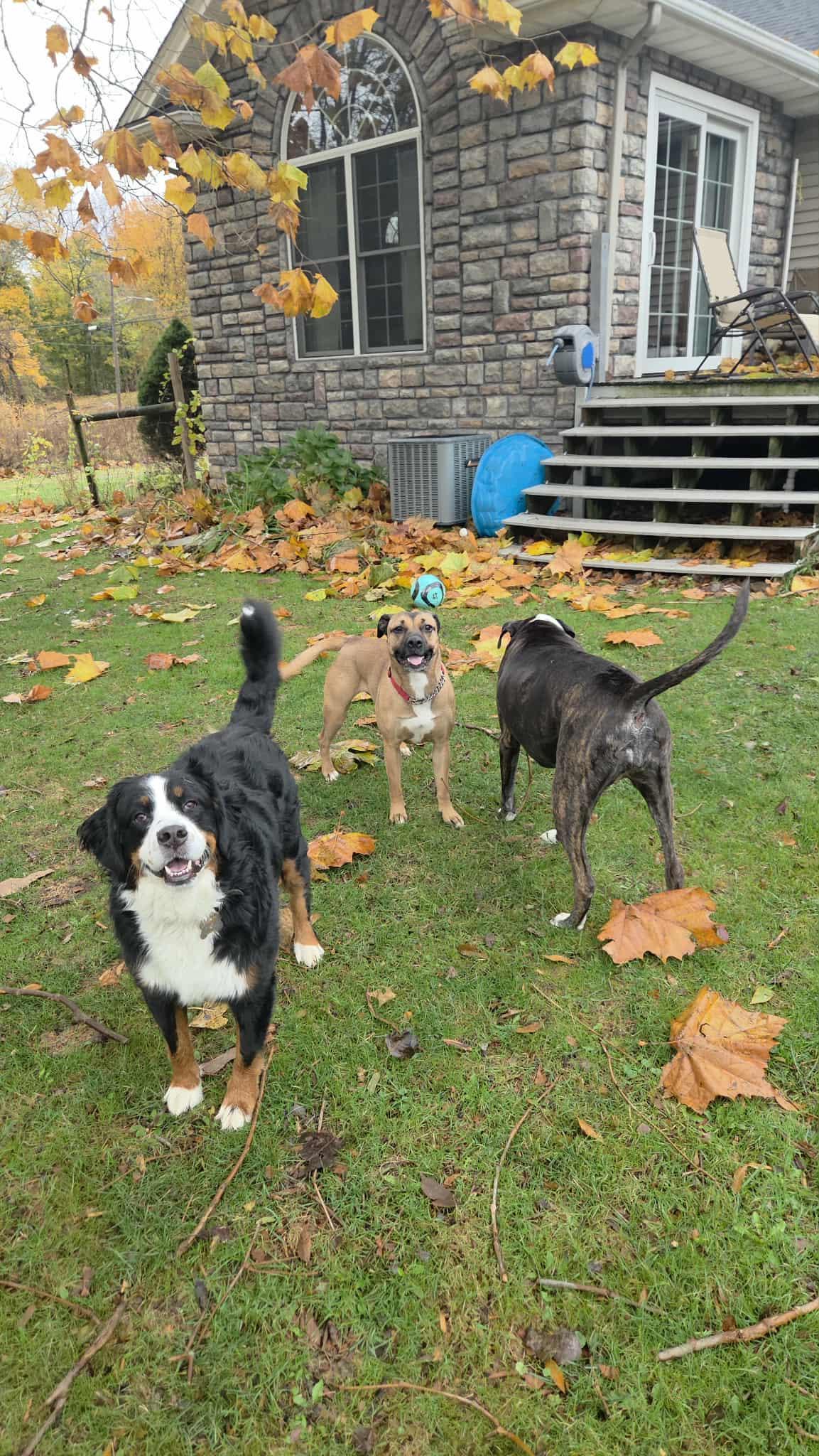 Enlarge Gemini , an adoptable mixed breed in Elyria, OH image 4/6