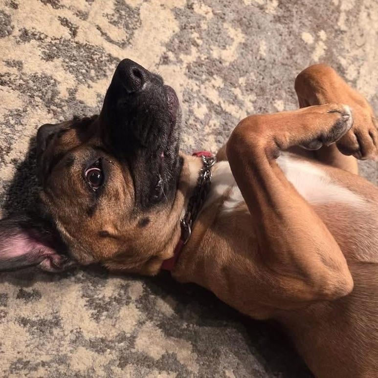 Enlarge Gemini , an adoptable mixed breed in Elyria, OH image 5/6