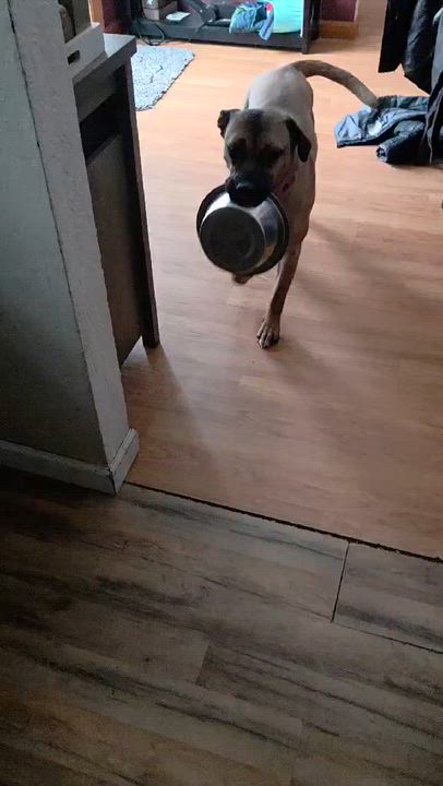 Enlarge Gemini Ask to Meet! In Foster!, a other mixed breed in Elyria, OH video 6/6