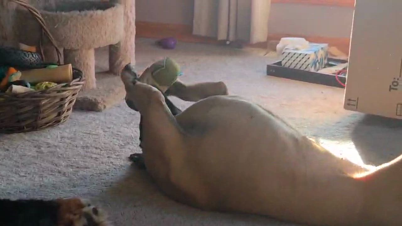 Enlarge Gemini , an adoptable mixed breed in Elyria, OH video 3/6