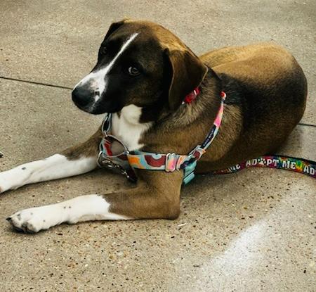 Enlarge Barkley, a Adoptable Labrador Retriever in Leander, TX image 1/6