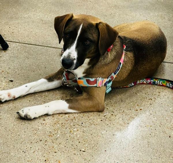 Enlarge Barkley, a Adoptable Labrador Retriever in Leander, TX image 2/6