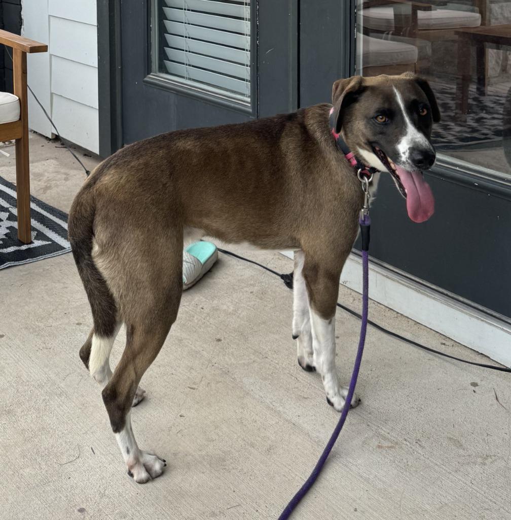 Enlarge Barkley, a Adoptable Labrador Retriever in Leander, TX image 3/6