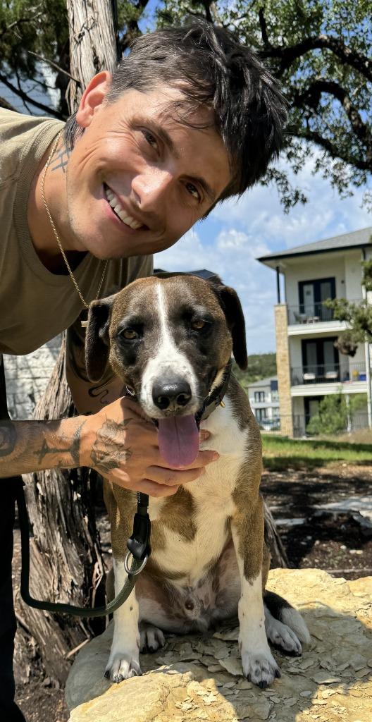 Enlarge Barkley, a Adoptable Labrador Retriever in Leander, TX image 4/6