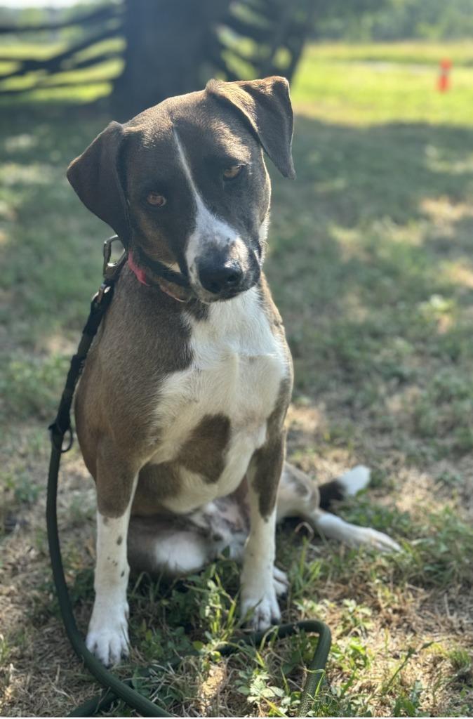 Enlarge Barkley, a Adoptable Labrador Retriever in Leander, TX image 5/6