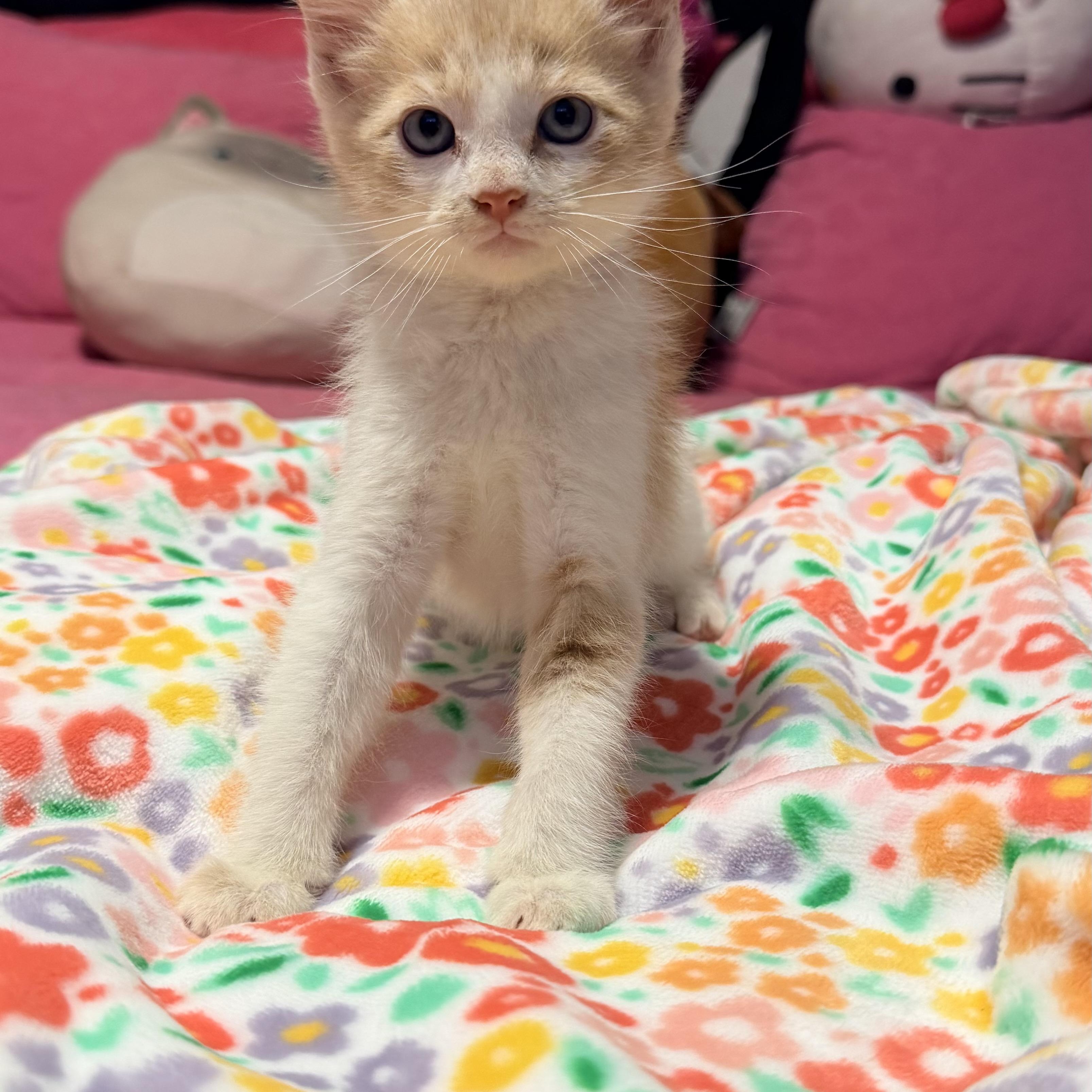 Enlarge Sonny, a ADOPTABLE Domestic Short Hair in Boston, MA image 2/6