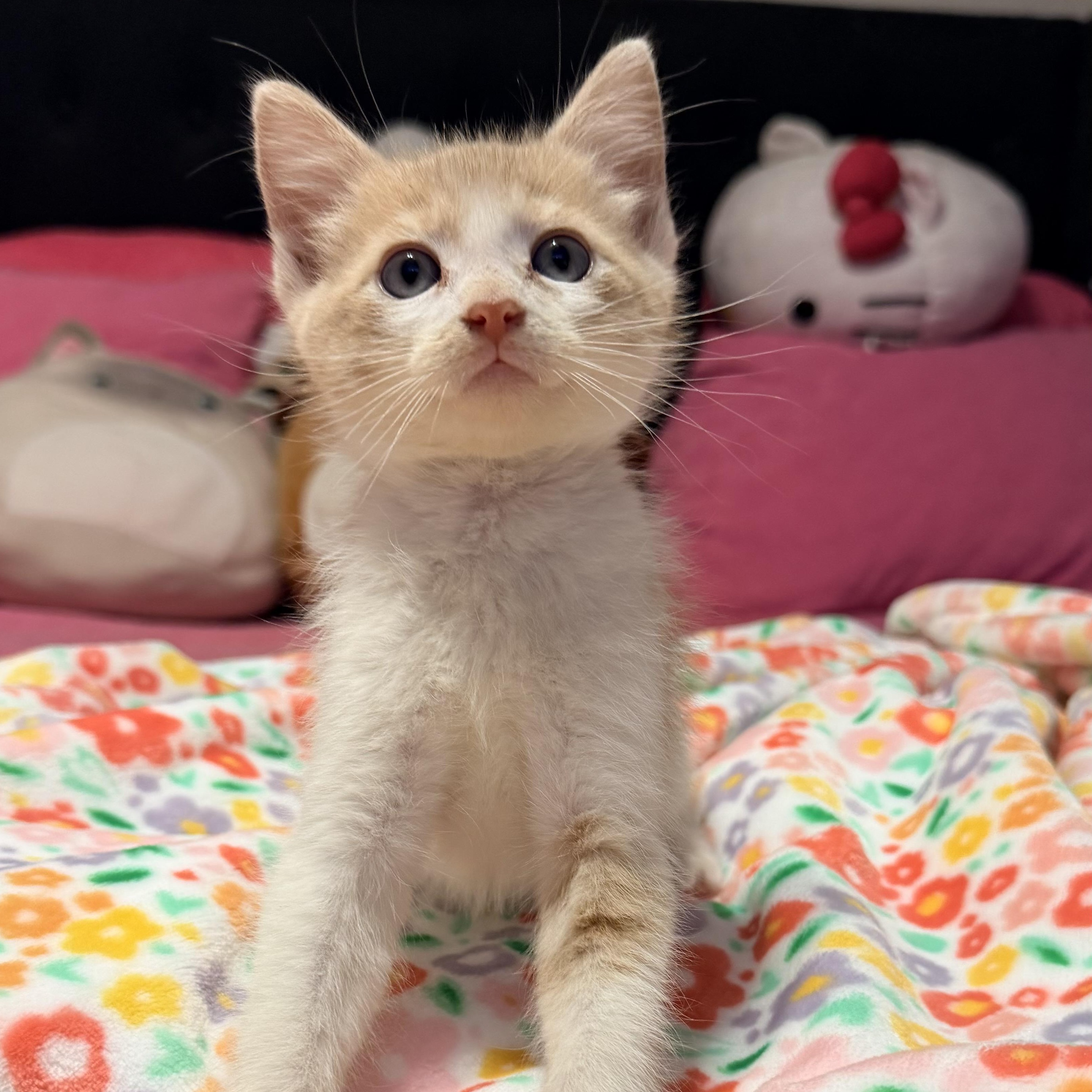 Enlarge Sonny, a ADOPTABLE Domestic Short Hair in Boston, MA image 1/6