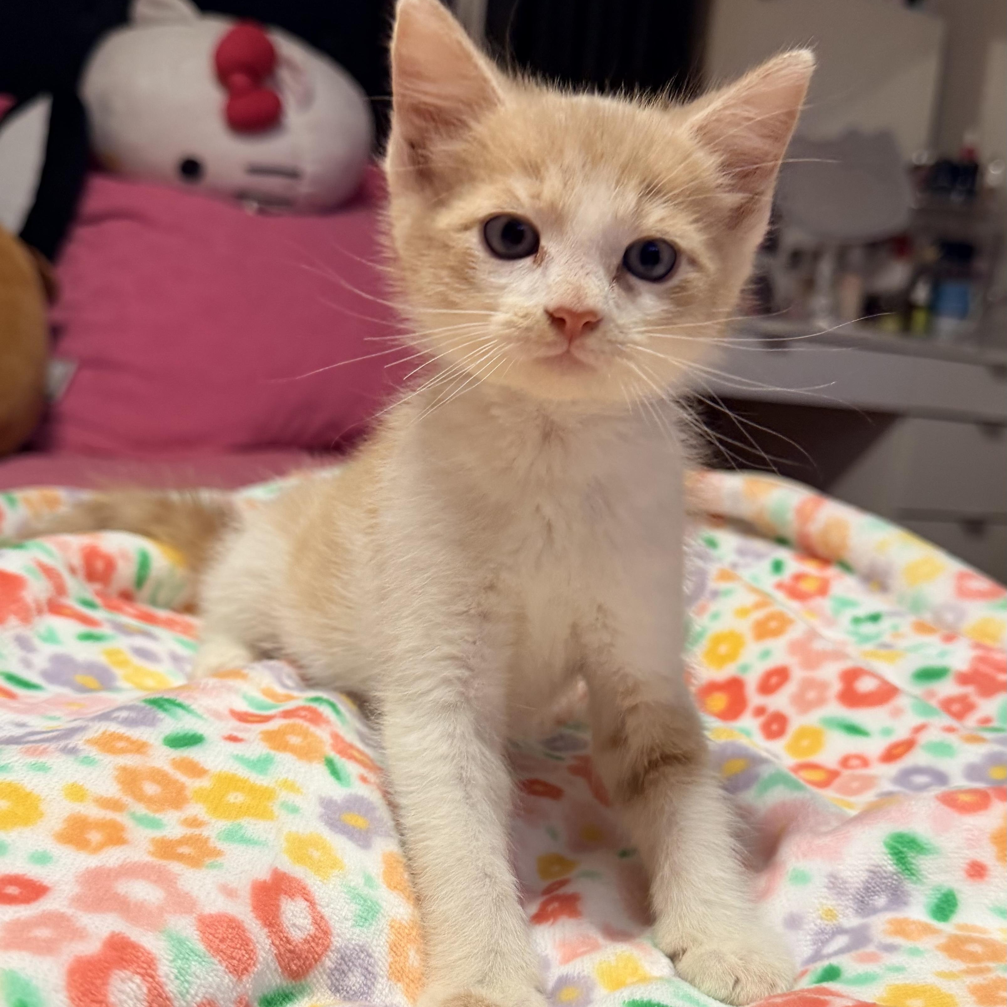 Enlarge Sonny, a ADOPTABLE Domestic Short Hair in Boston, MA image 5/6