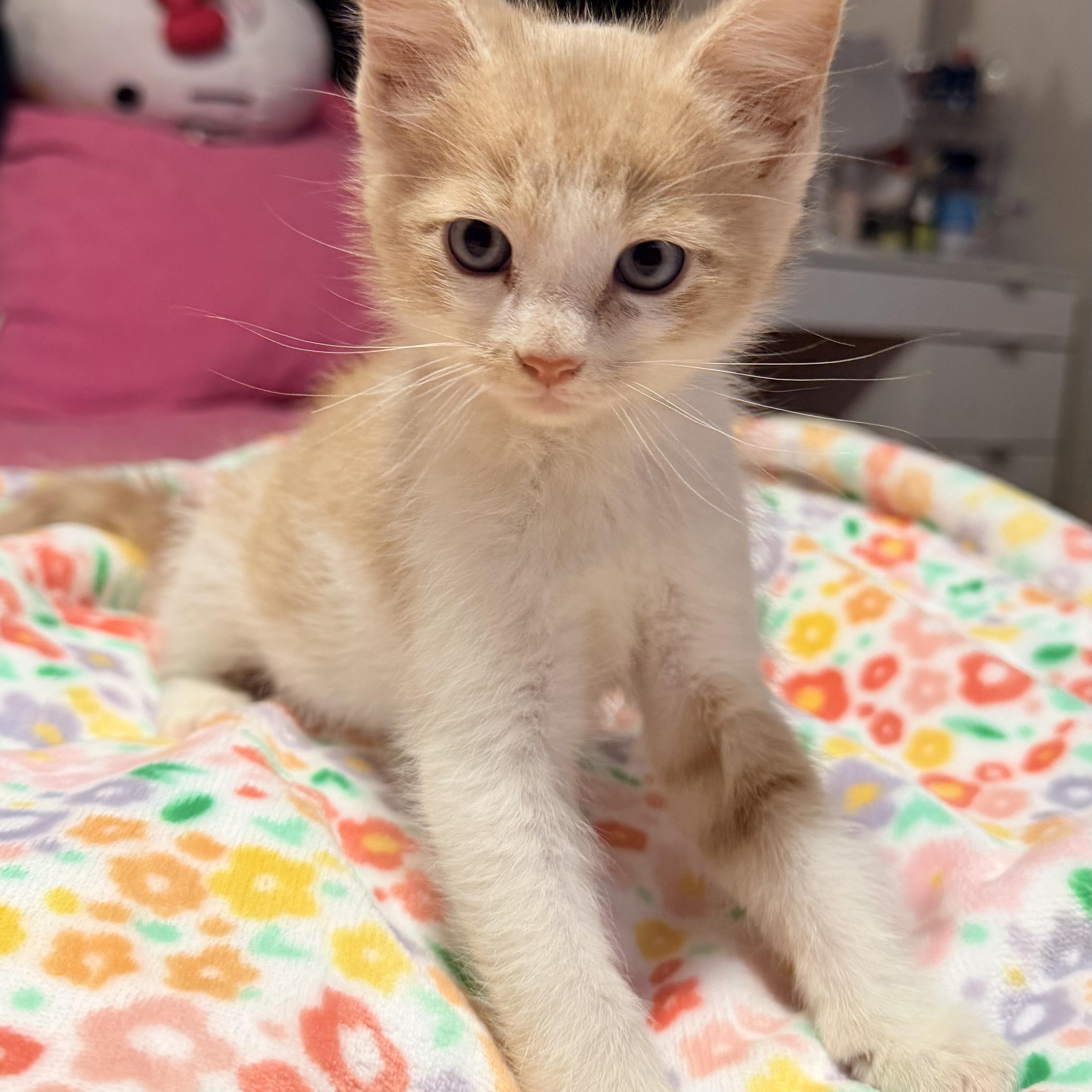Enlarge Sonny, a ADOPTABLE Domestic Short Hair in Boston, MA image 3/6