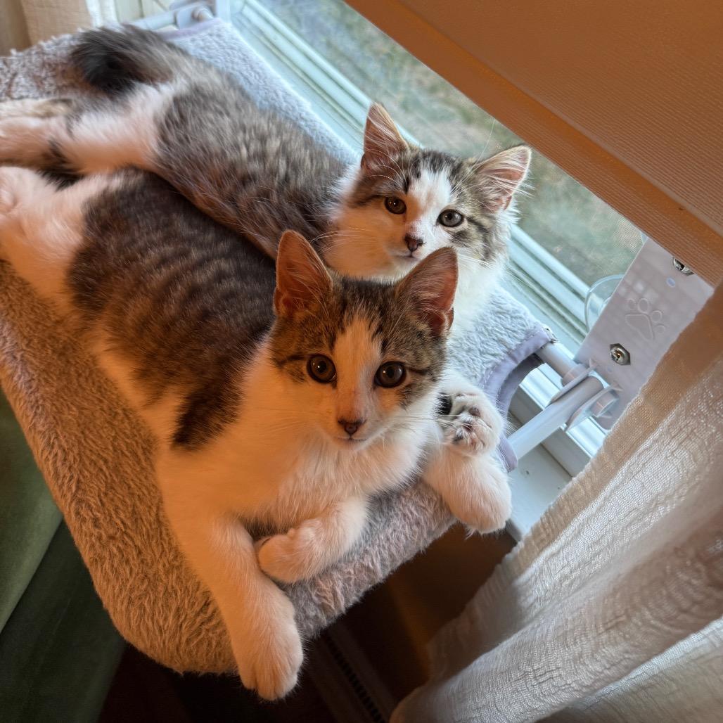 Theo (Westmere Kitten L), Adoptable, Kitten Male Domestic Short Hair.