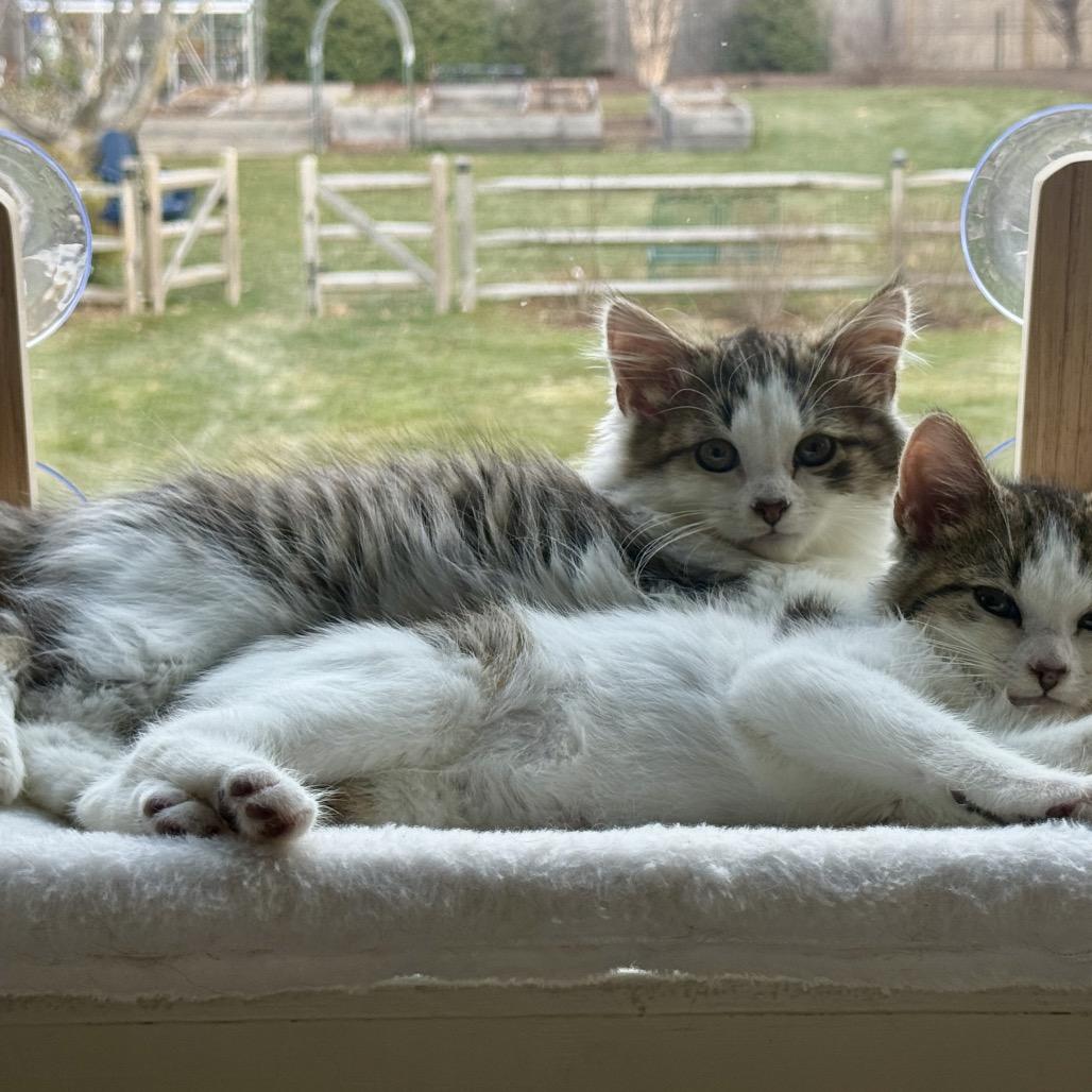 Theo (Westmere Kitten L), Adoptable, Kitten Male Domestic Short Hair.