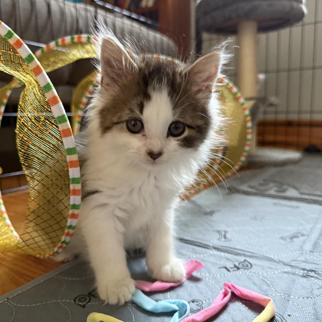 Theo (Westmere Kitten L), Adoptable, Kitten Male Domestic Short Hair.