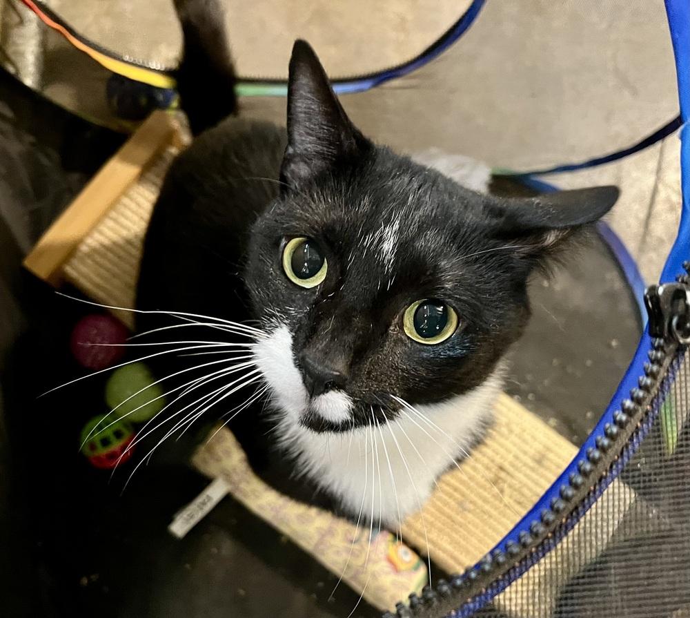 Enlarge Domino, a Adoptable Domestic Short Hair in Bolton, CT image 1/6