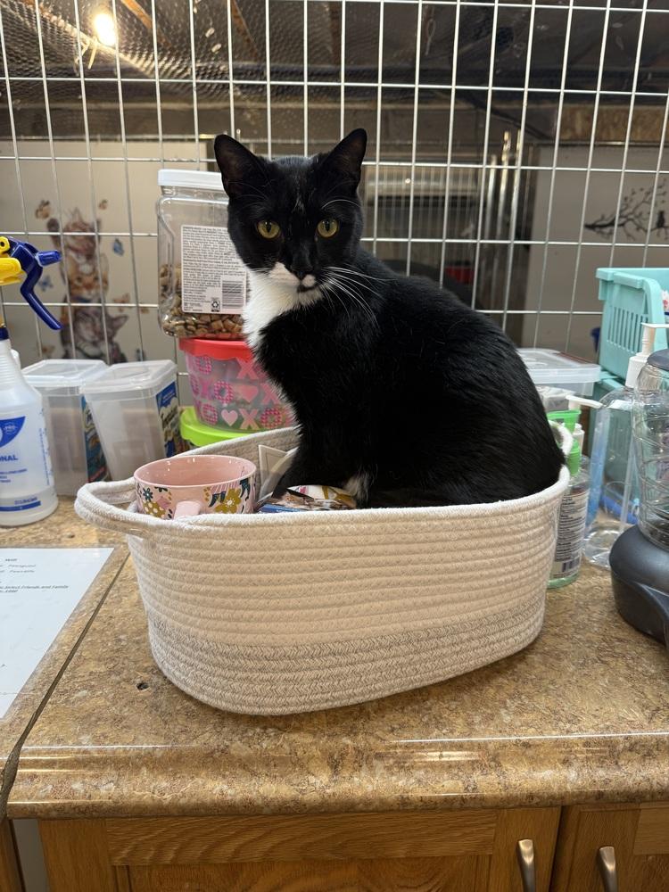 Enlarge Domino, a Adoptable Domestic Short Hair in Bolton, CT image 2/6