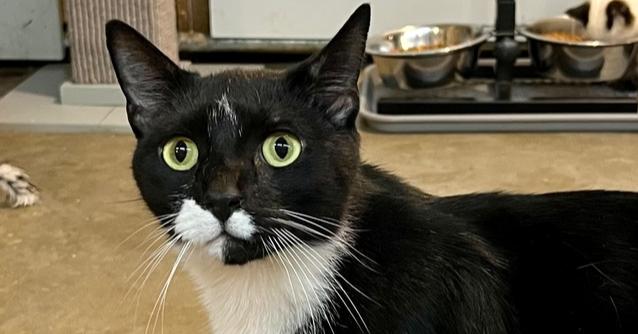 Enlarge Domino, a Adoptable Domestic Short Hair in Bolton, CT image 4/6