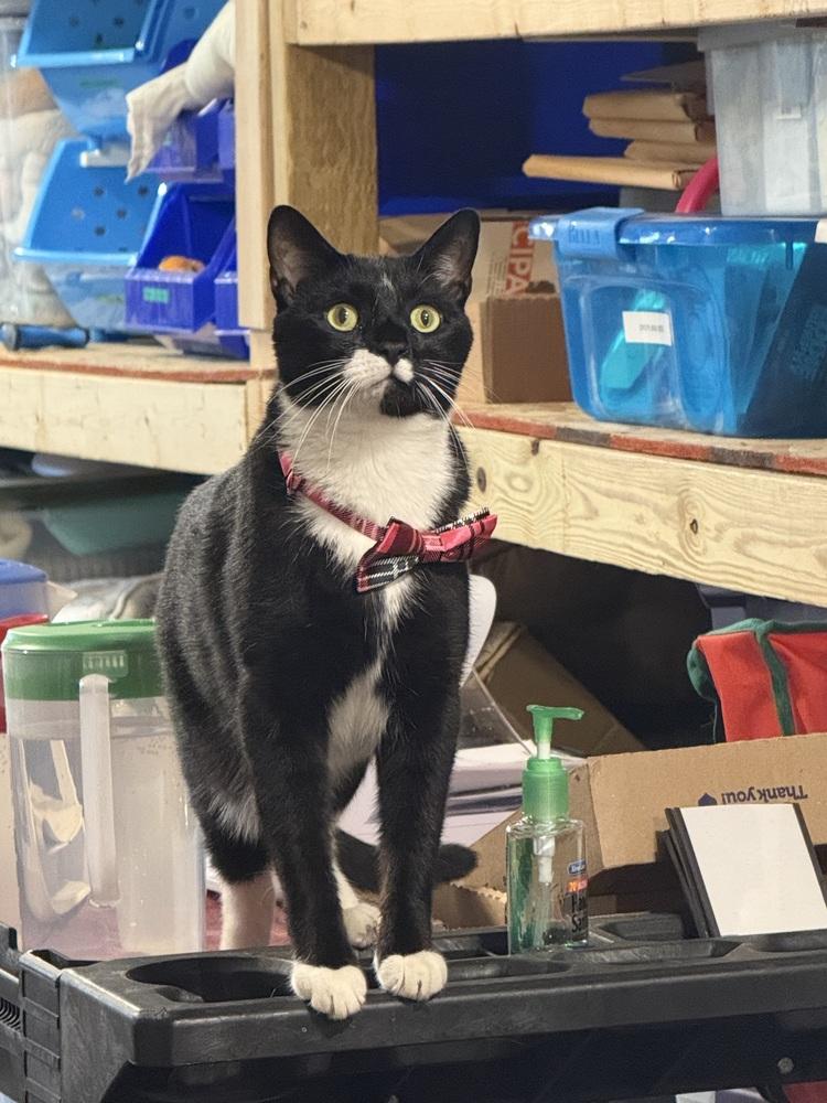 Enlarge Domino, a Adoptable Domestic Short Hair in Bolton, CT image 5/6