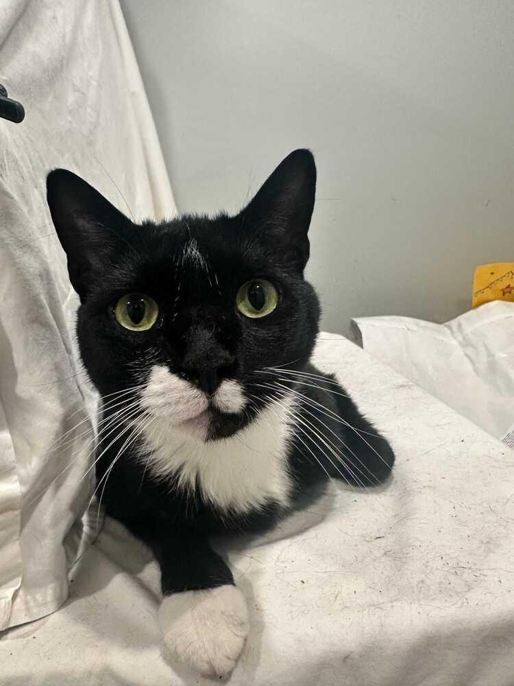 Enlarge Domino, a Adoptable Domestic Short Hair in Bolton, CT image 6/6