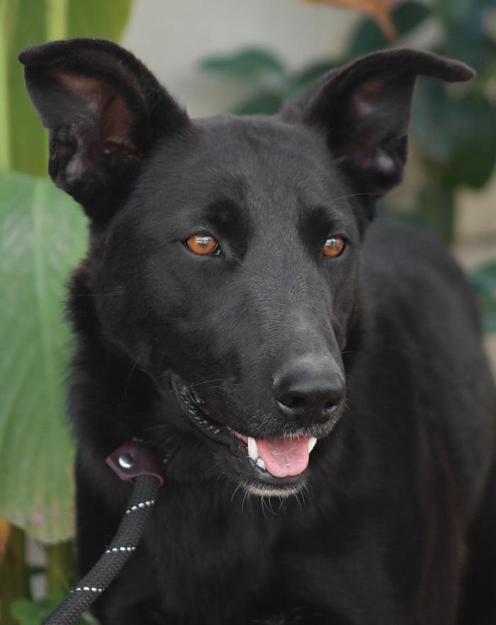Amy March (Courtesy Post) - Foster or Adopt Me!, Adoptable, Adult Female Shepherd & Border Collie.