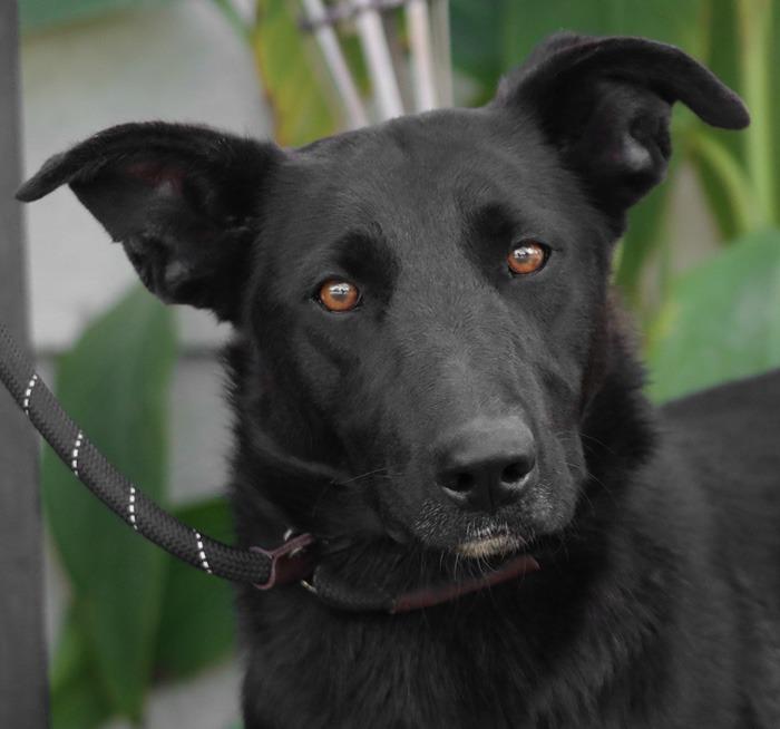 Enlarge Amy March (Courtesy Post) - Foster or Adopt Me!, a Adoptable mixed breed in Lake Forest, CA image 2/6