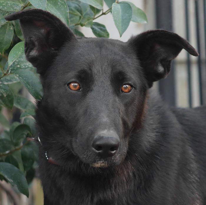 Enlarge Amy March (Courtesy Post) - Foster or Adopt Me!, a Adoptable mixed breed in Lake Forest, CA image 3/6