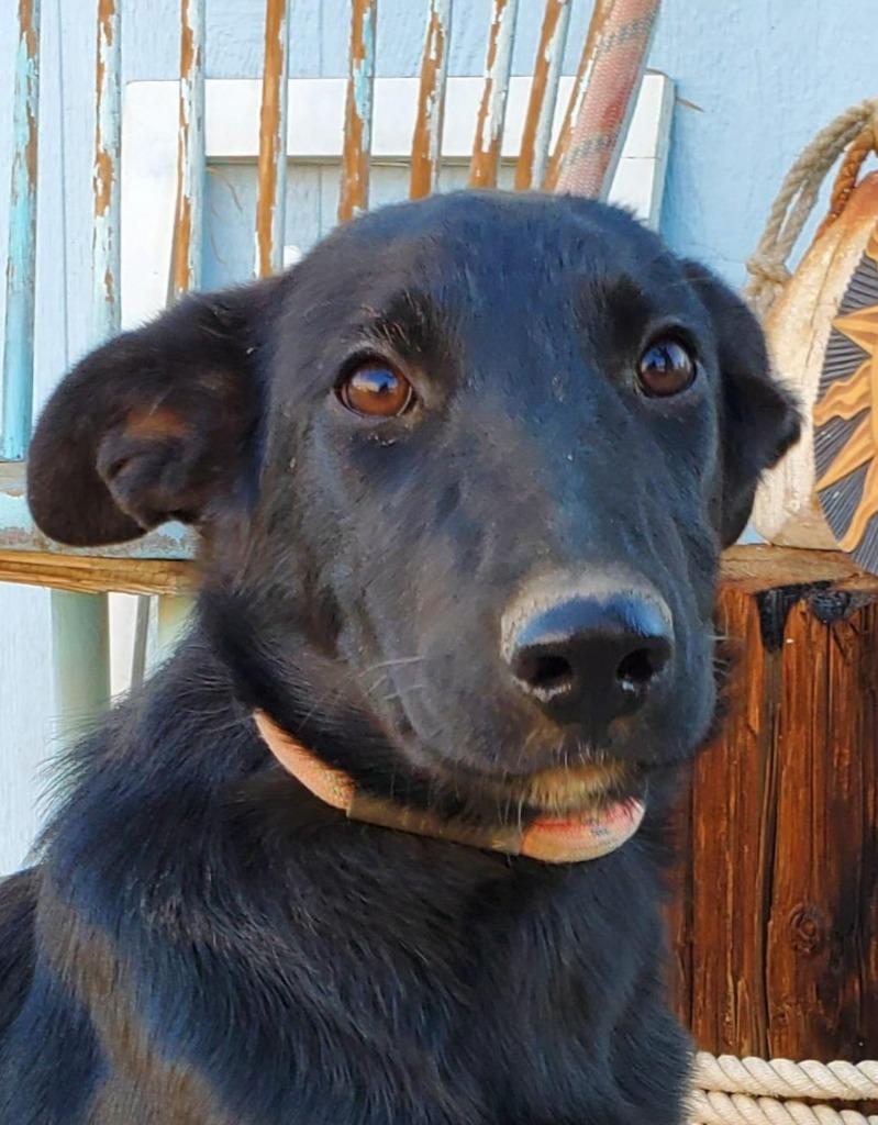 Enlarge Amy March (Courtesy Post) - Foster or Adopt Me!, a Adoptable mixed breed in Lake Forest, CA image 4/6