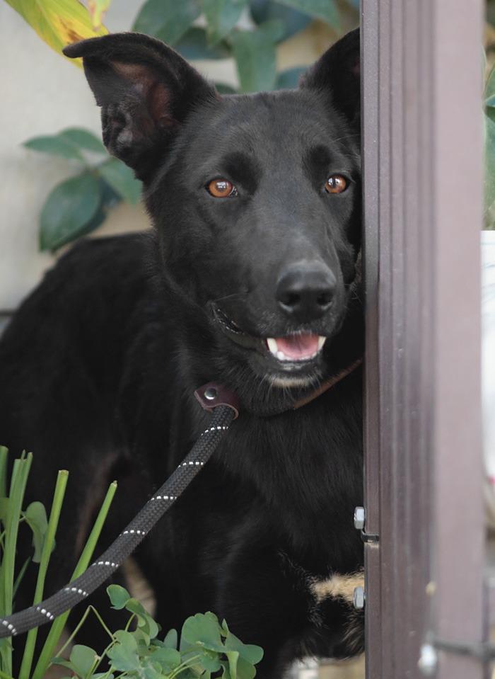 Enlarge Amy March (Courtesy Post) - Foster or Adopt Me!, a Adoptable mixed breed in Lake Forest, CA image 5/6