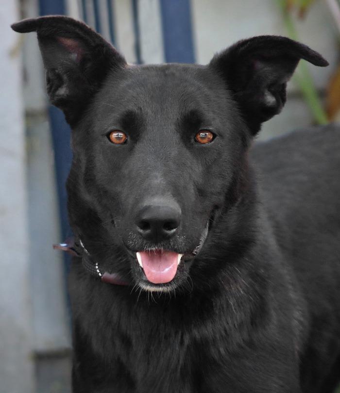 Enlarge Amy March (Courtesy Post) - Foster or Adopt Me!, a Adoptable mixed breed in Lake Forest, CA image 6/6