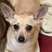 Enlarge Cream Puff, a Adoptable mixed breed in Glenelg, MD image 1/5