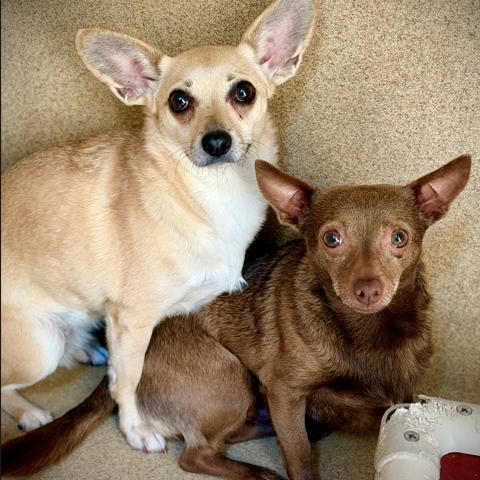 Enlarge Cream Puff, a Adoptable mixed breed in Glenelg, MD image 2/5