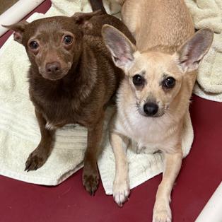 Enlarge Cream Puff, a Adoptable mixed breed in Glenelg, MD image 3/5