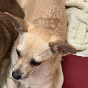 Enlarge Cream Puff, a Adoptable mixed breed in Glenelg, MD image 4/5